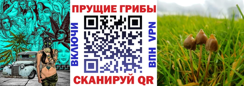кракен как войти  Сясьстрой  Псилоцибиновые грибы GOLDEN TEACHER 